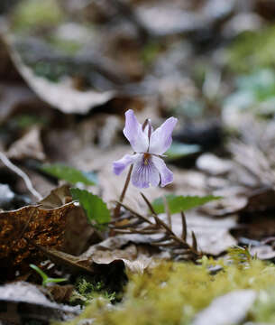 Sivun Viola tokubuchiana Makino kuva