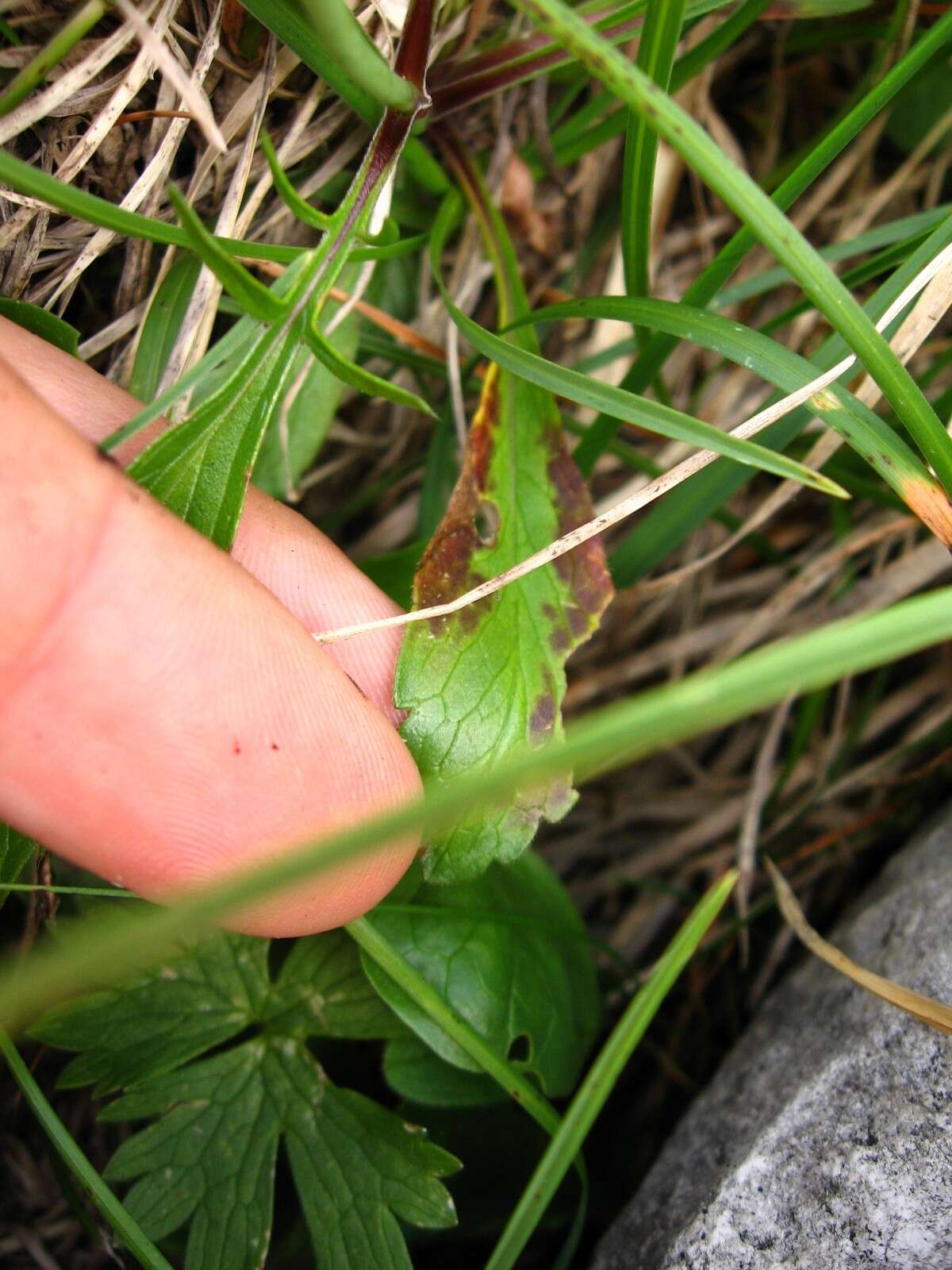 Image of Scabiosa lucida subsp. lucida