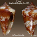 Image of Pseudolilliconus korni (G. Raybaudi Massilia 1993)