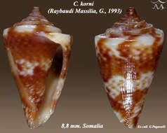 Image of Pseudolilliconus korni (G. Raybaudi Massilia 1993)