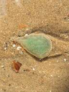 Image of green paddle worm