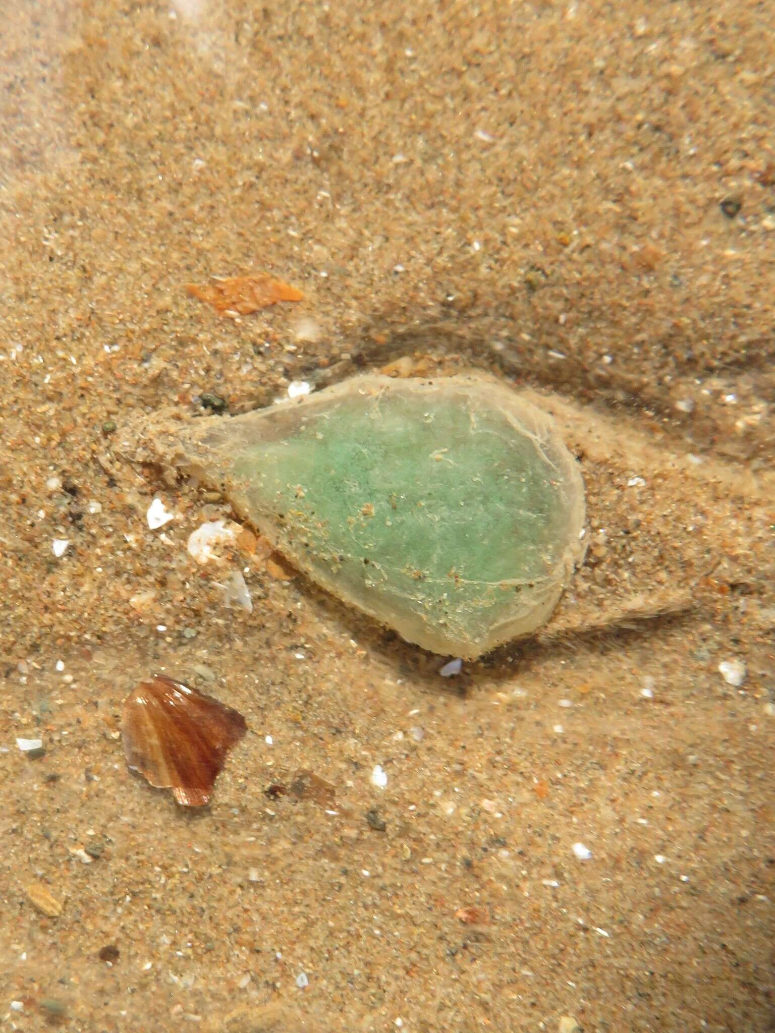 Image of green paddle worm