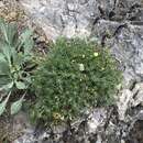 Plancia ëd Linanthus watsonii (A. Gray) Wherry