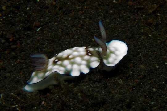 Image de Goniobranchus hintuanensis (Gosliner & Behrens 1998)