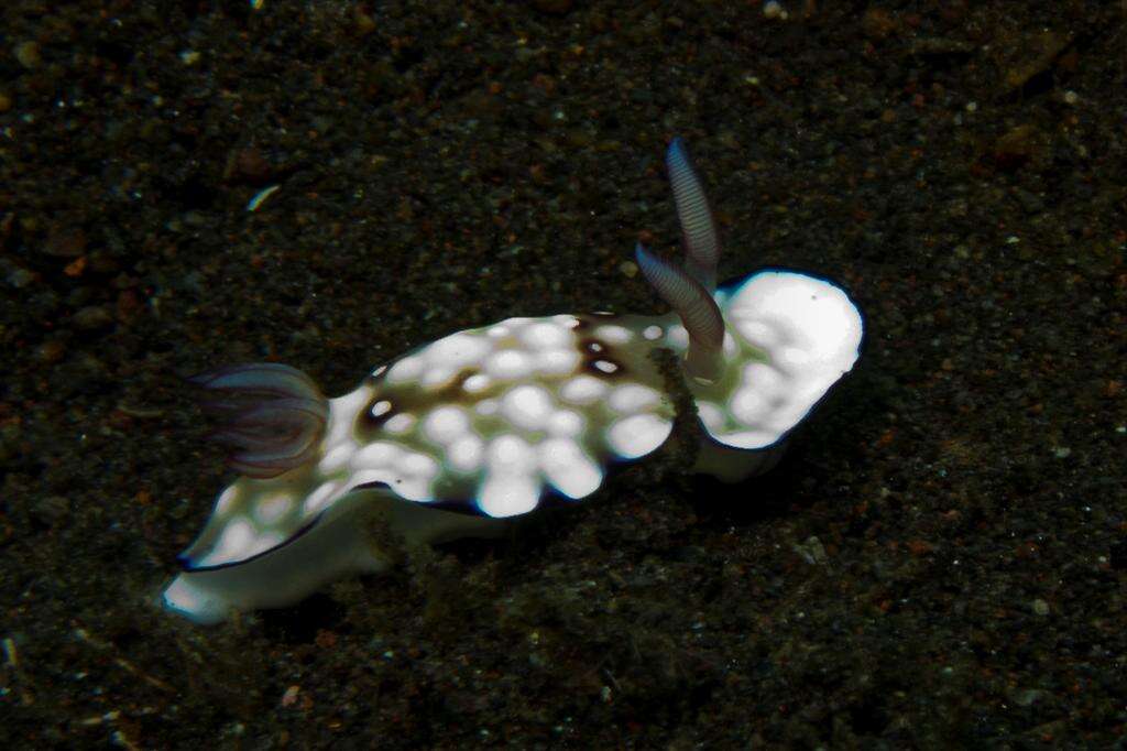 Слика од Goniobranchus hintuanensis (Gosliner & Behrens 1998)