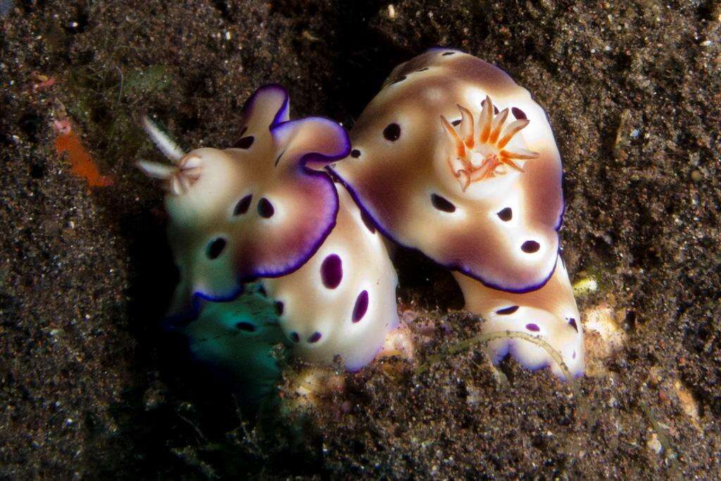 Image of Leopard head flapper slug