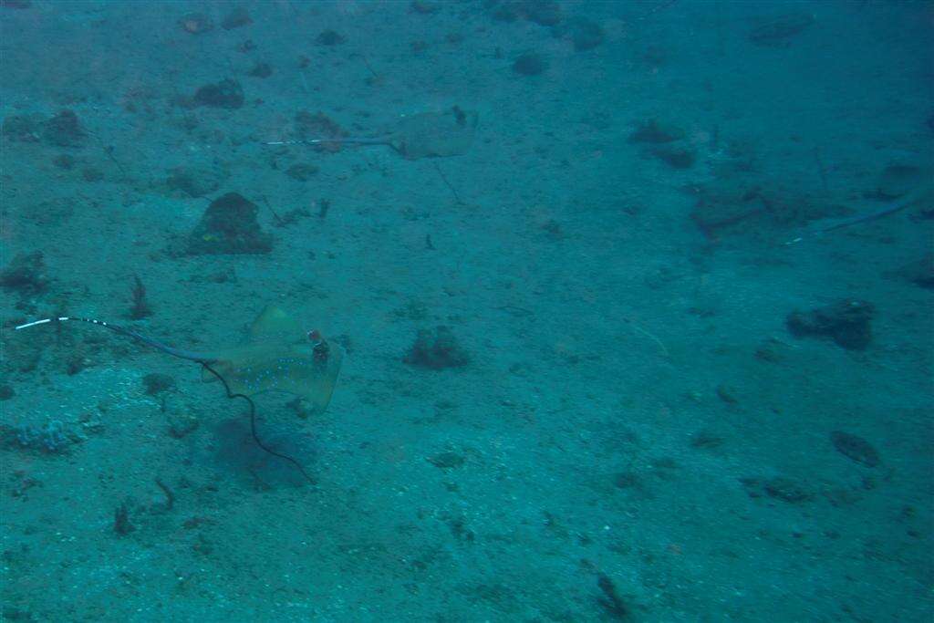 Image of Bluespotted Maskray