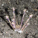Image of Longibrachium arariensis Nishi & Kato 2009