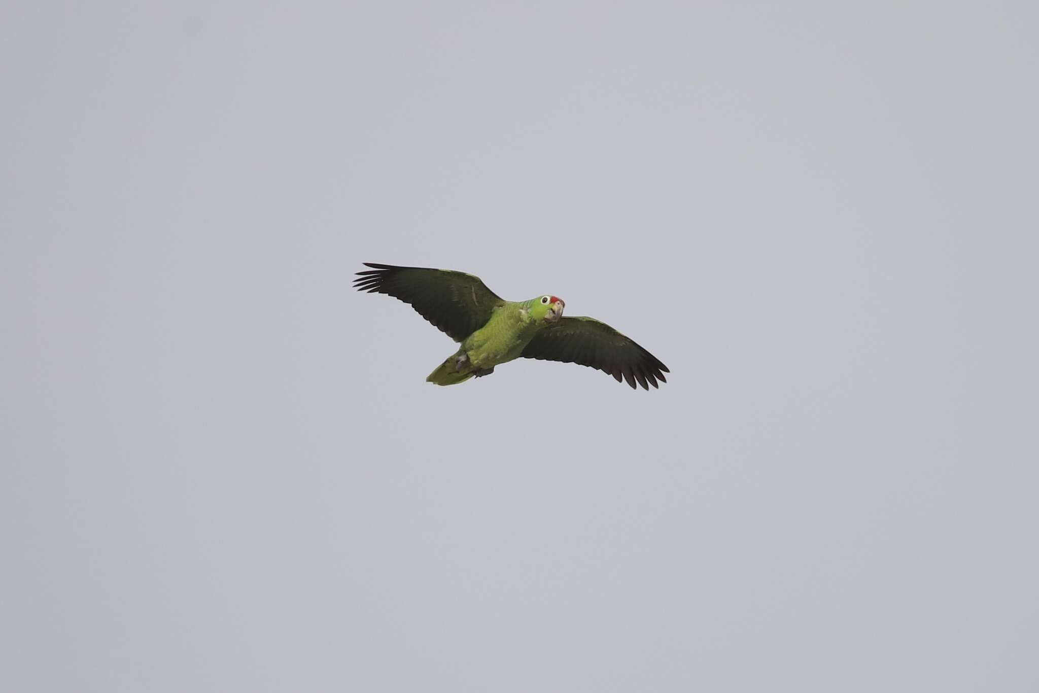 Image of Amazona autumnalis salvini (Salvadori 1891)