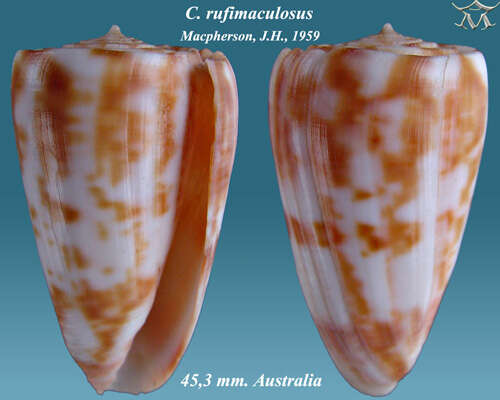 Image of Conus rufimaculosus Macpherson 1959