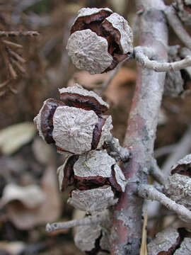 Image de Cupressus arizonica var. glabra (Sudw.) Little