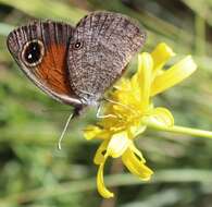 Image of Stygionympha wichgrafi van Son 1955