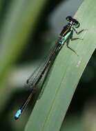 Image of Black-fronted Forktail