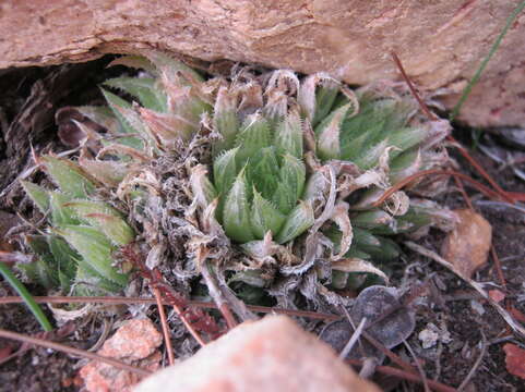 Haworthia outeniquensis M. B. Bayer resmi