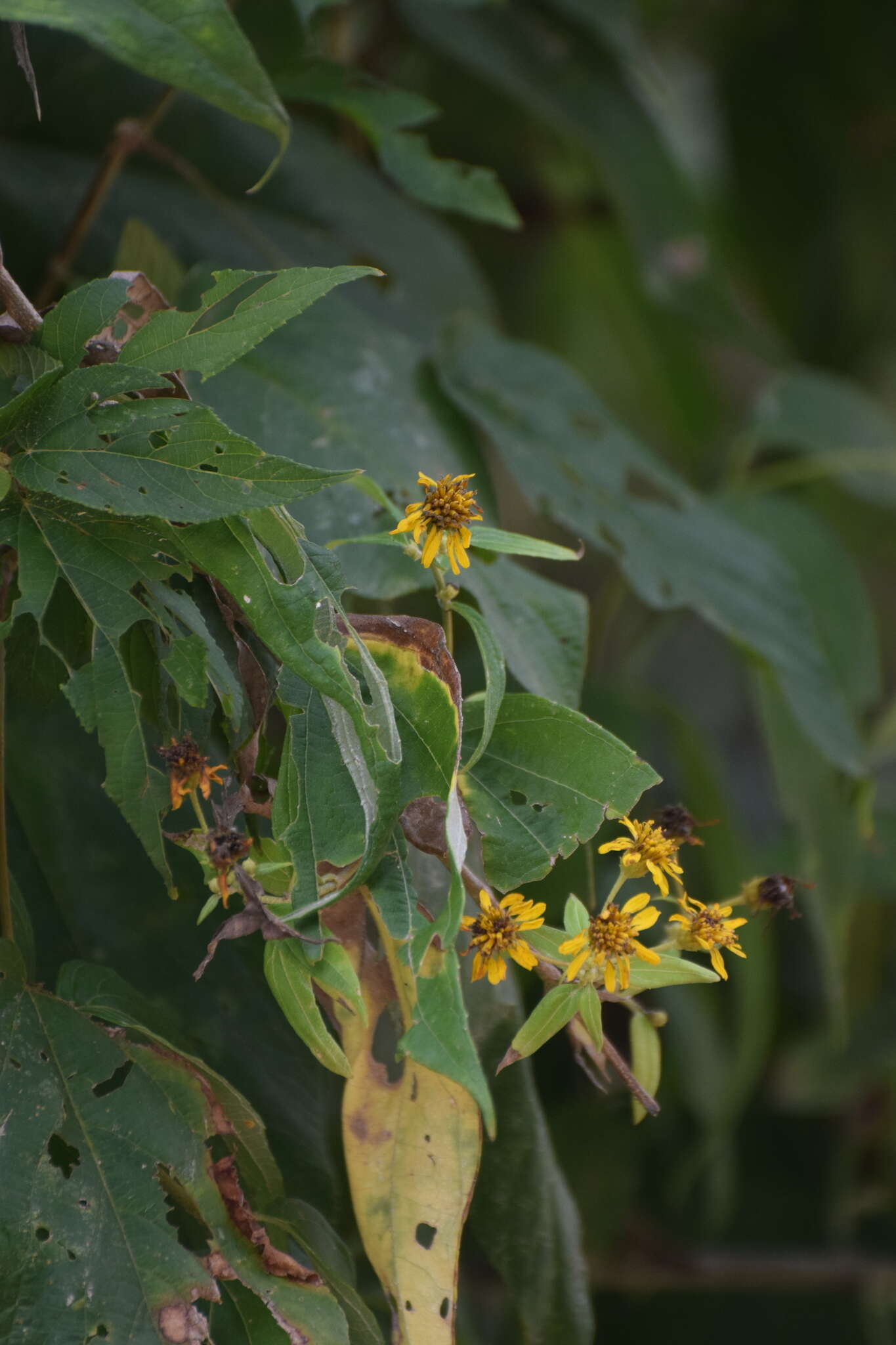 Plancia ëd Otopappus tequilanus (A. Gray) Rob.