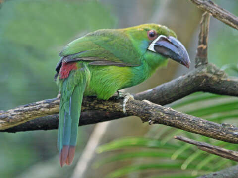 Image of toucans