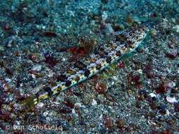 Image of Sand lizardfish