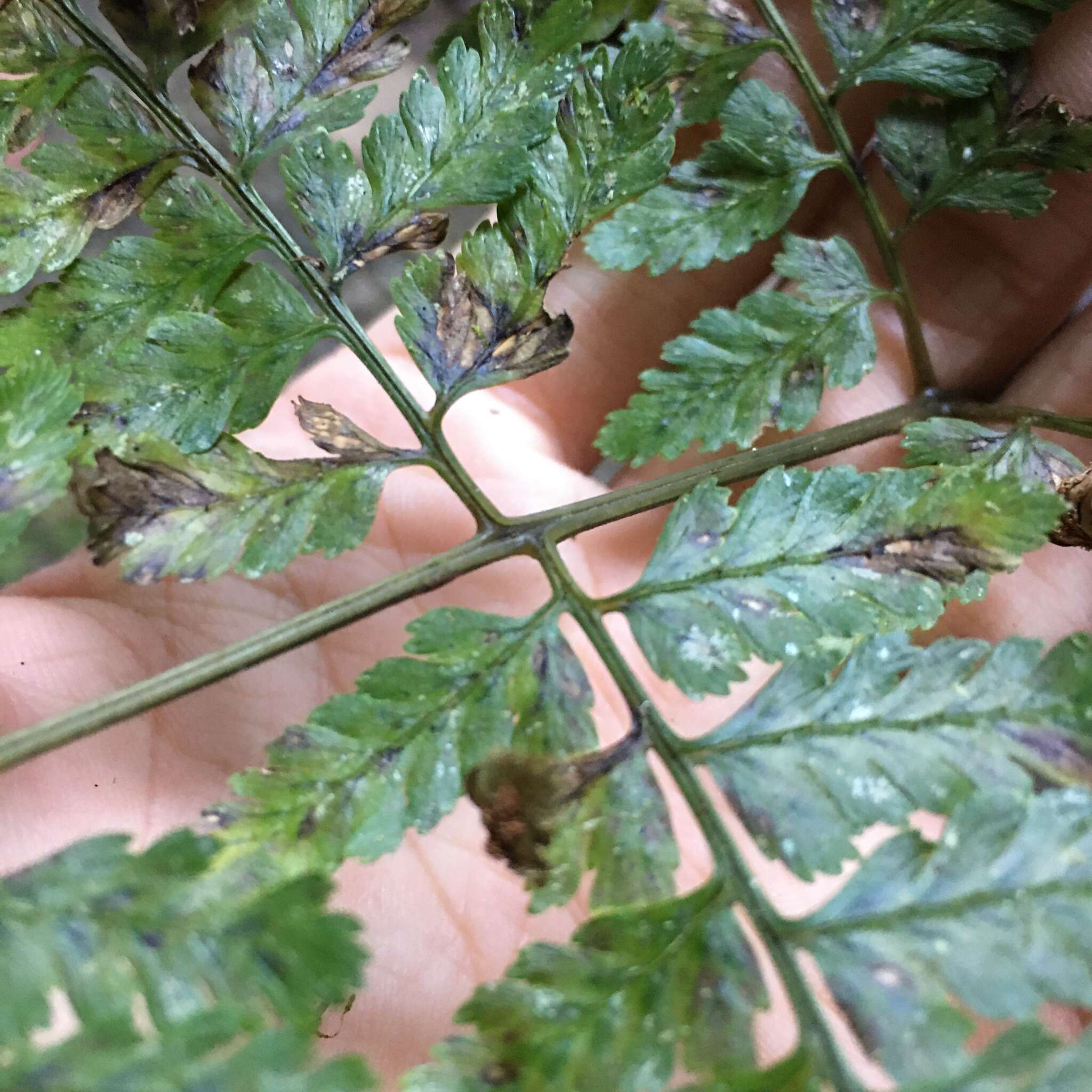 Image de Athyrium erythropodum Hayata