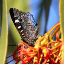 Image of Amaryllis Azure