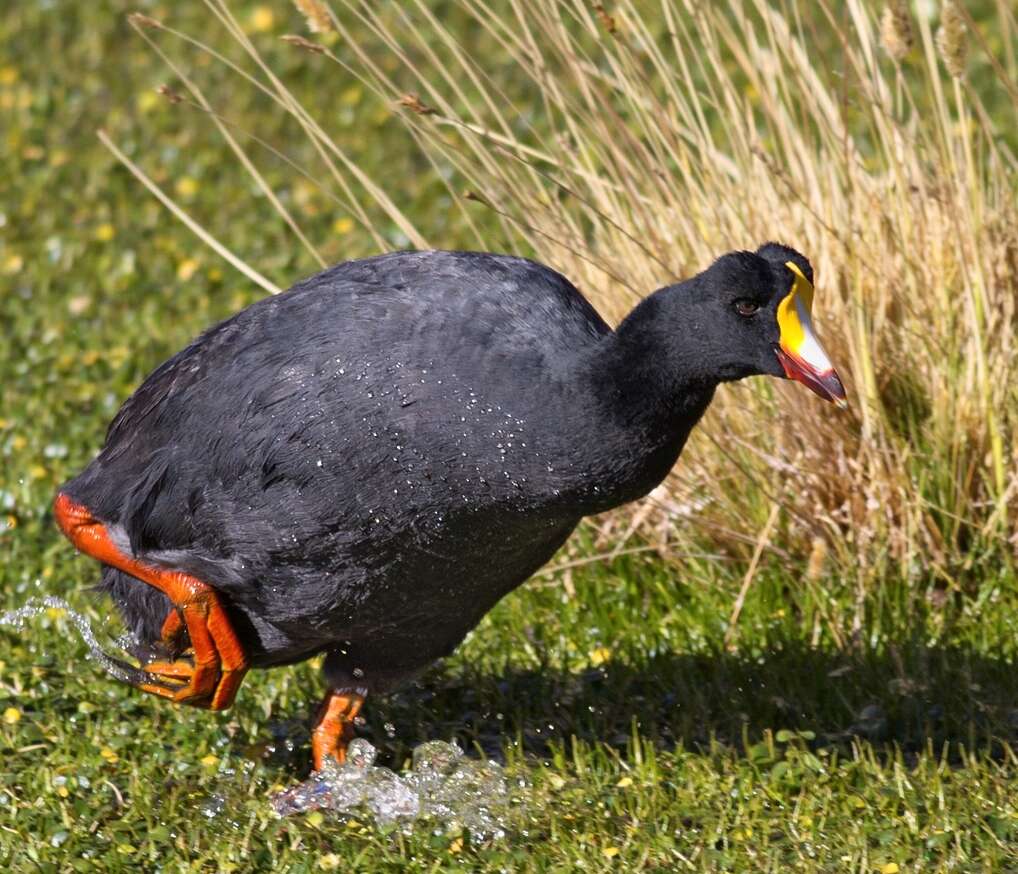 Image of Giant Coot