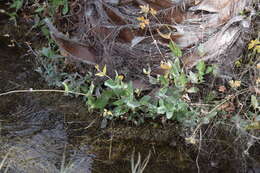 Image of Clasping Yellowtops