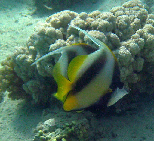 Image of Red Sea Bannerfish