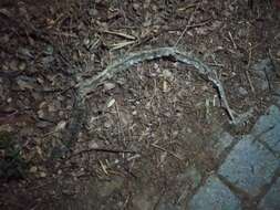 Image of Horseshoe Whip Snake