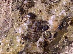 Image of West Indian fuzzy chiton