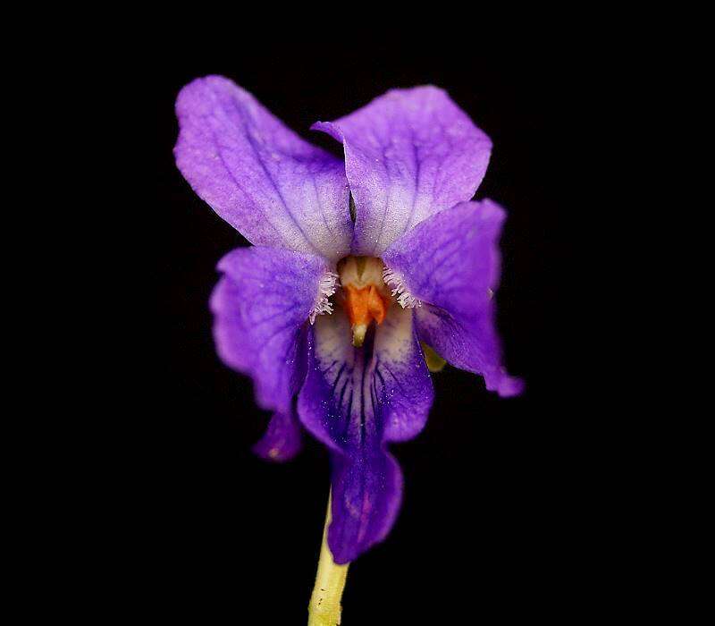 Image of sweet violet