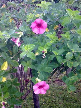 Image of purple allamanda