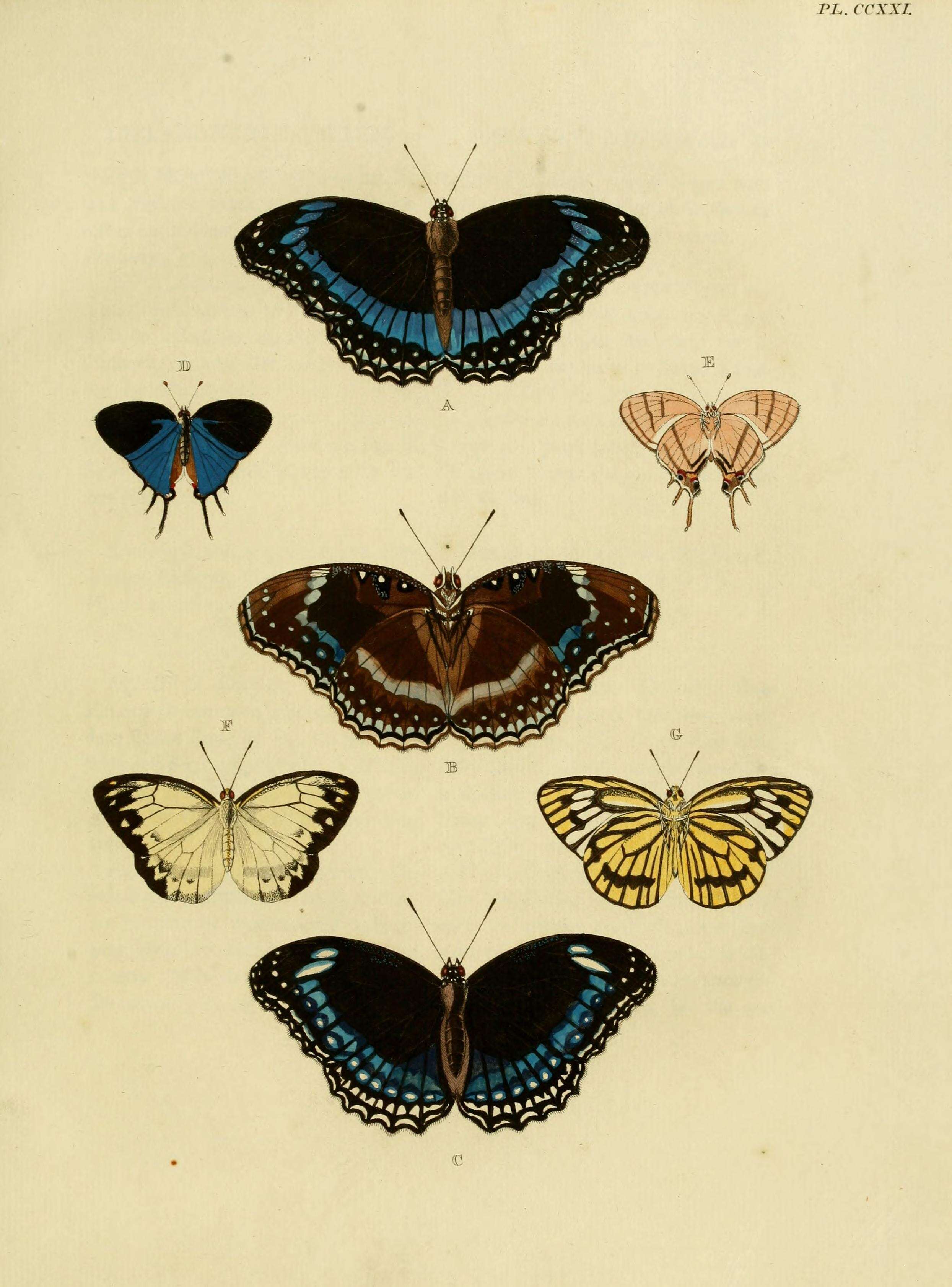 Image of Hypolimnas alimena Linnaeus 1758