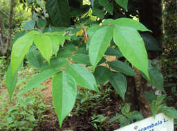 Image of carambola