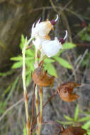 Image of Erica polifolia Salisb. ex Benth.