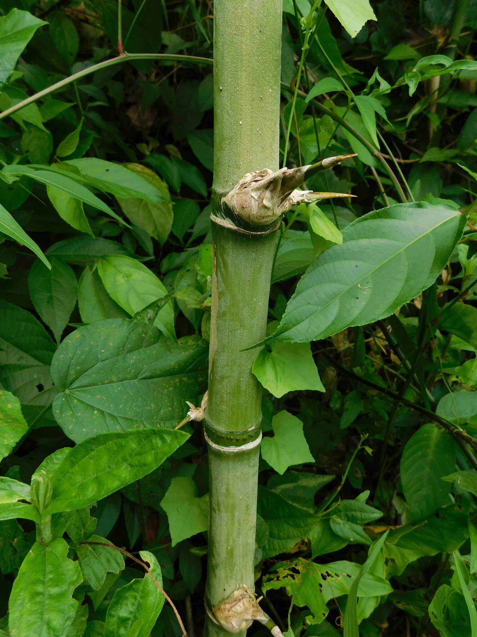 Image of American long-leaved bamboo