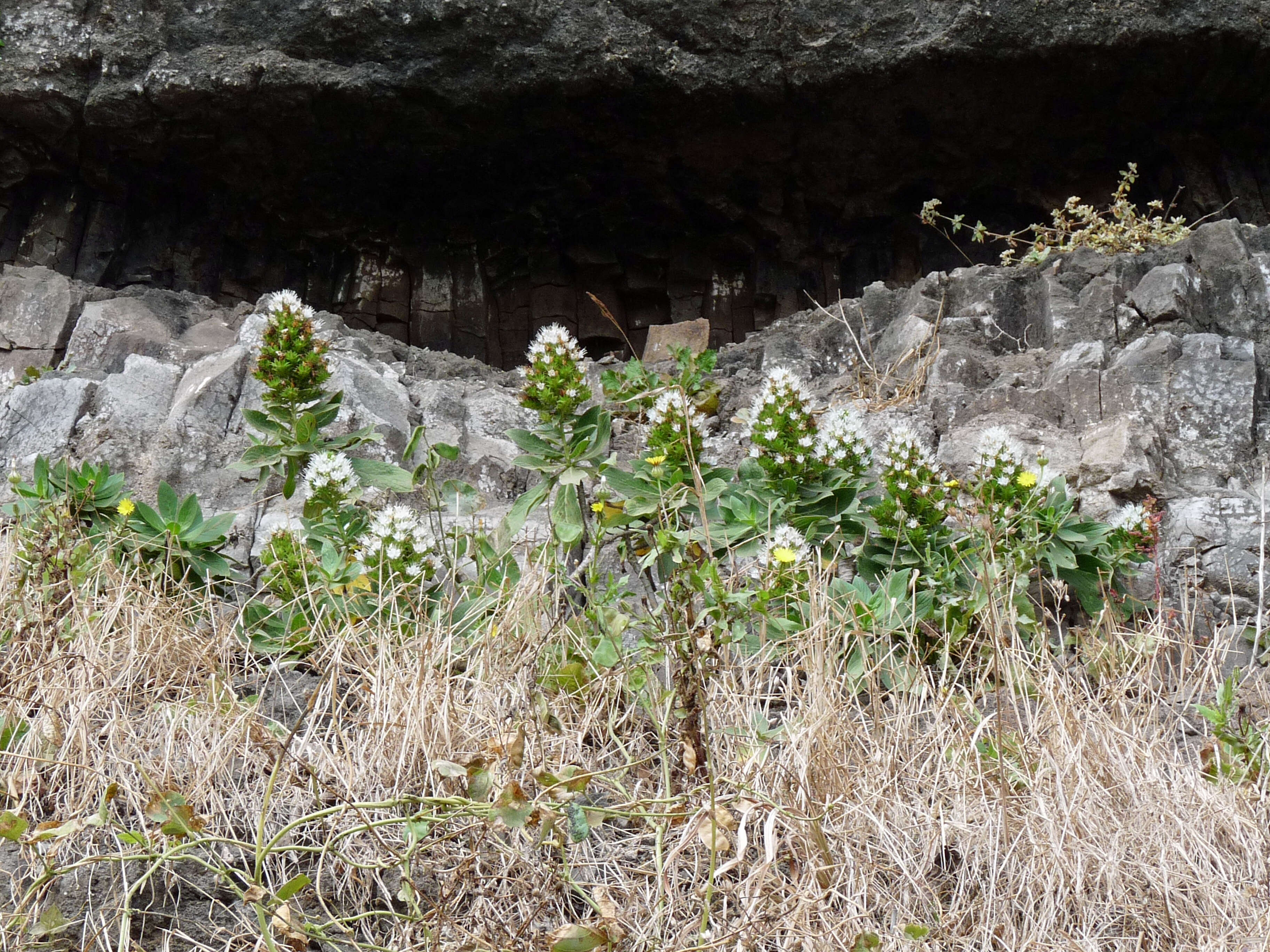 Image de <i>Echium hypertropicum</i>