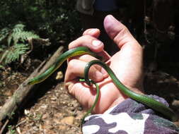 Sivun Leptophis modestus (Günther 1872) kuva