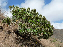 Image de <i>Echium hypertropicum</i>