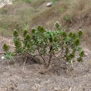 Слика од <i>Echium hypertropicum</i>