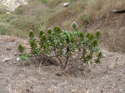 Imagem de <i>Echium hypertropicum</i>