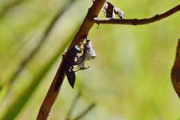 Image of Polistes goeldii Ducke 1904