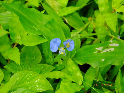 صورة Commelina forskaolii Vahl