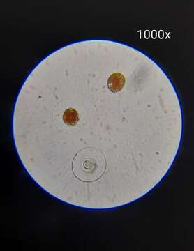 Image of Haematococcus lacustris