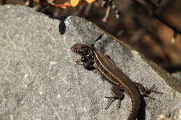 Image of Brown Tree Iguana