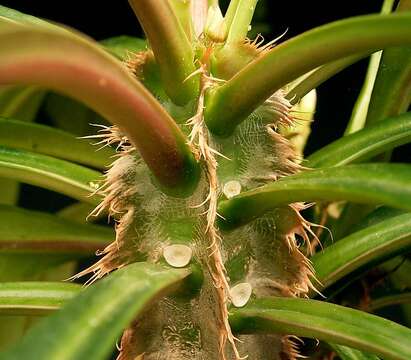 Imagem de Euphorbia lophogona Lam.