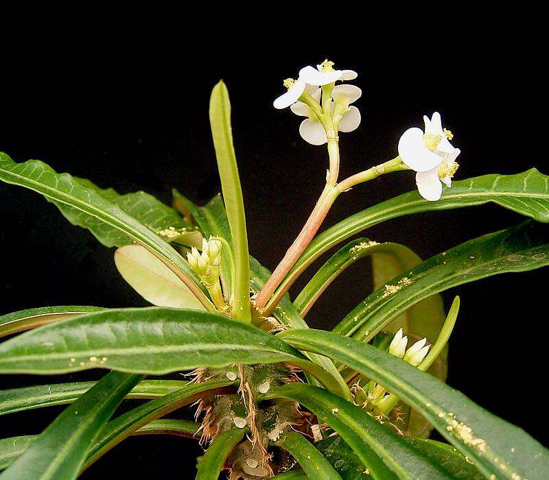 Imagem de Euphorbia lophogona Lam.