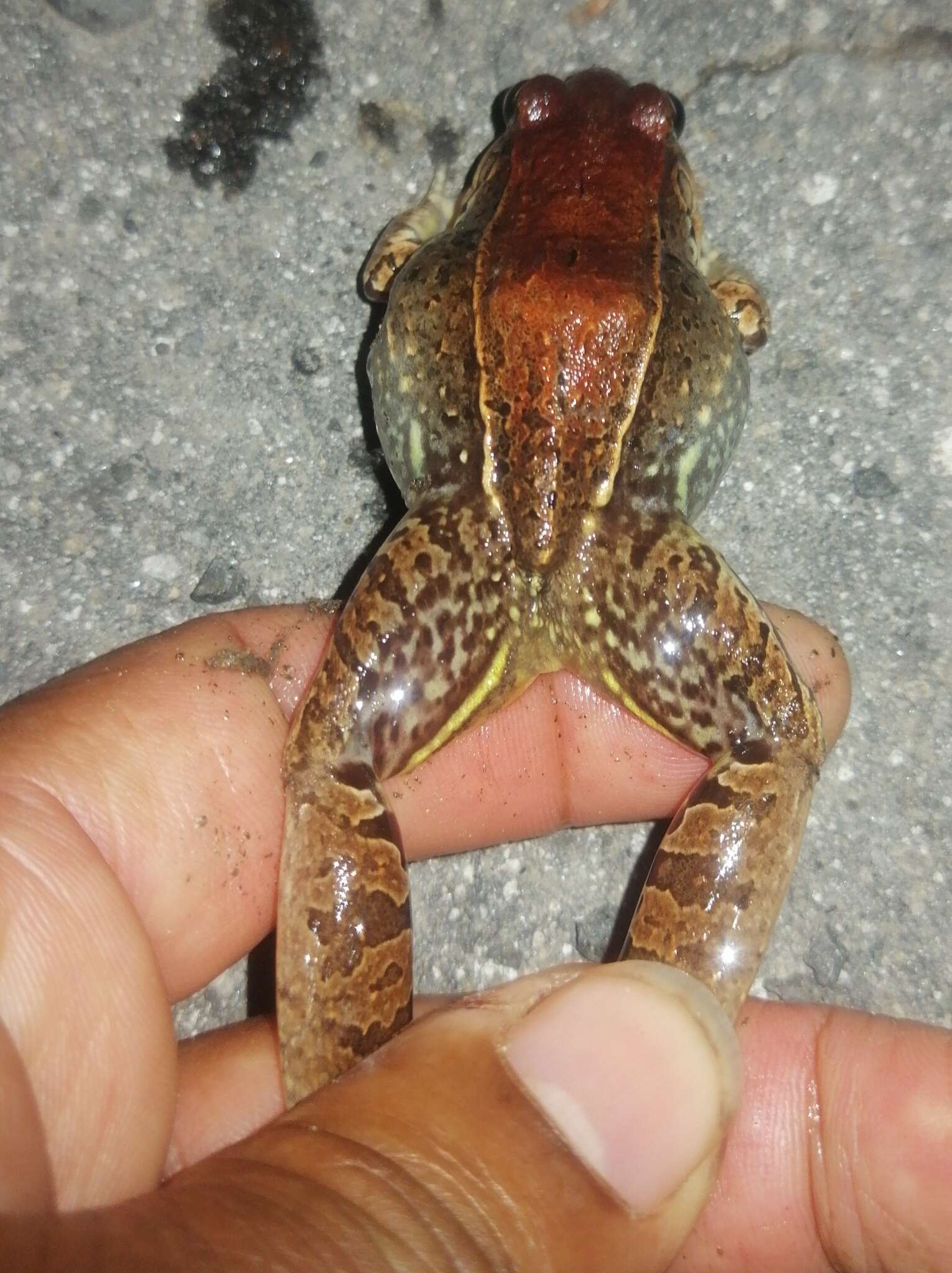 Image of Leptodactylus poecilochilus (Cope 1862)