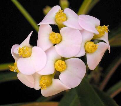 Euphorbia lophogona Lam. resmi