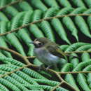 Plancia ëd Hemitriccus granadensis lehmanni (Meyer de Schauensee 1945)