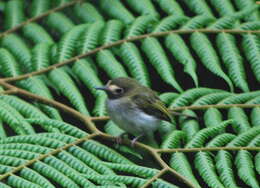 Plancia ëd Hemitriccus granadensis lehmanni (Meyer de Schauensee 1945)