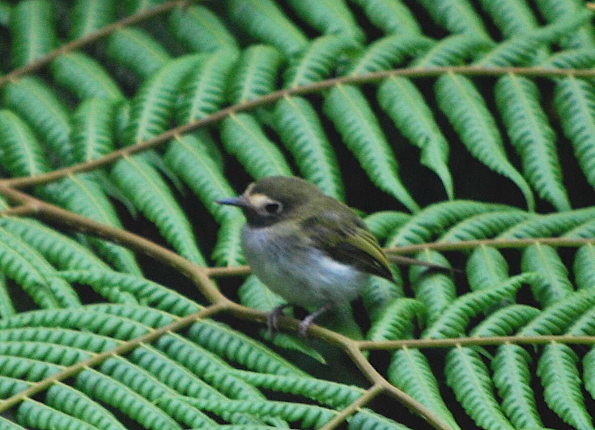 Sivun Hemitriccus granadensis lehmanni (Meyer de Schauensee 1945) kuva